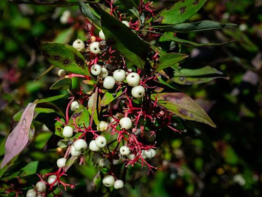 Poison Sumac Rash: What It Looks Like and How to Prevent It