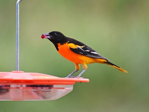 This tropical-looking bird might visit your Michigan backyard this spring