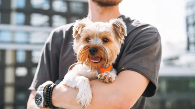 New York City’s Top Dog Breeds Are Yorkies & Shih Tzus, Study Finds