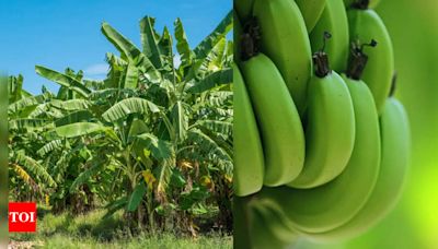 What is Blue Java Banana? All you need to know - Times of India