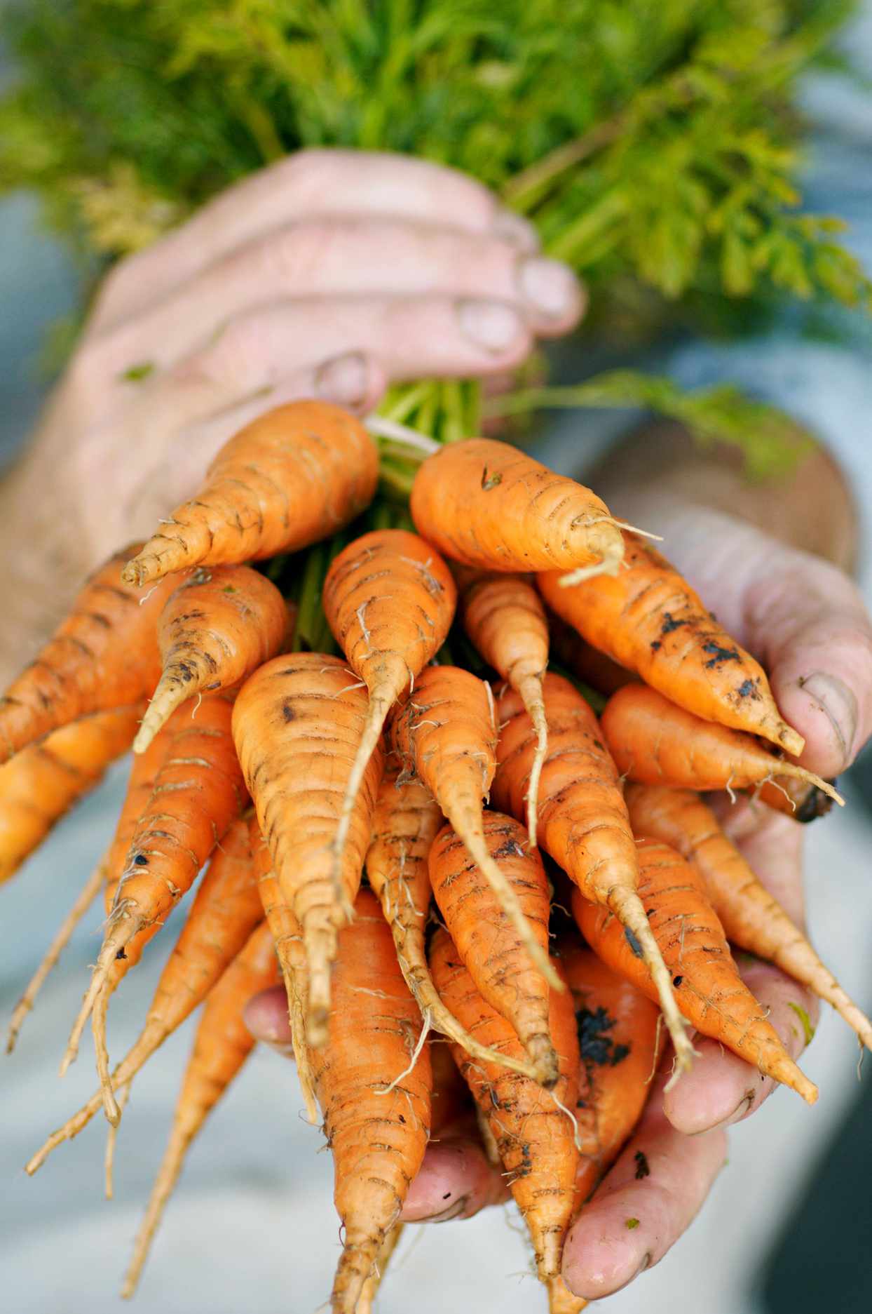10 Best Carrot Companion Plants to Grow for a Bigger Harvest