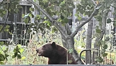 Bear tranquilized after wandering into backyard in downtown SLO