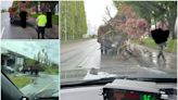 B.C. driver fined for unsecured load of trees on flat-deck truck