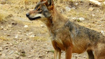 El Tribunal de Justicia de la Unión Europea declara ilegal la ley de Castilla y León que permite la caza del lobo