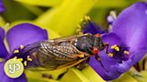 More than a trillion cicadas to emerge in the US this spring
