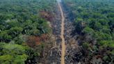 The World Made A Big Pledge To End Deforestation. It Immediately Fell Off Track.