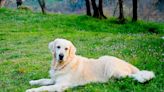 Golden Retriever's Dedication to 'Job' at Outdoor Cafe Is Commendable