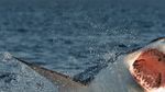 'Jaws' Revisited: The Truth About Shark Attacks