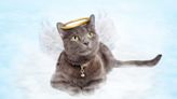 Divine Cat Names Inspired by Saints