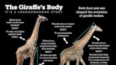 New Discovery Challenges Everything We Thought We Knew About Giraffe Necks