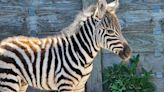 Oh baby! Cape May County Zoo welcomes newborn zebra foal