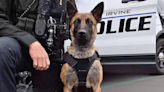 Irvine Police Department introduces new Patrol K-9 ‘Zeke’