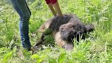 RAW VIDEO: Meet The Hairy Hungarian Hogs Helping Save An Endangered British Butterfly 4/5