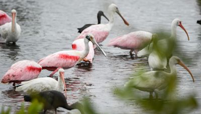 'A bird-rich state': 10 distinctive birds to watch in Florida