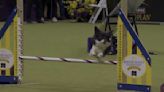 Watch Nimble the mixed-breed dog demolish the 2024 Westminster Masters Agility course in under 30 seconds