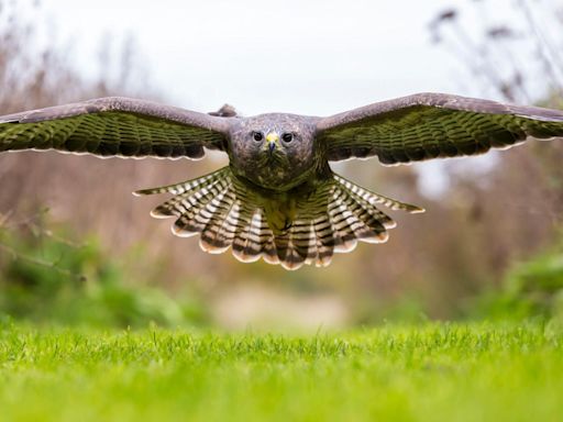 Runner clawed by swooping buzzard in Mourne Mountains