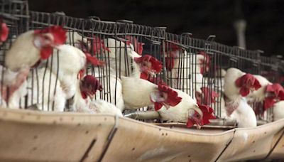 Secretaría de Salud confirma que “no hay riesgo” de influenza aviar A H5N2 en México