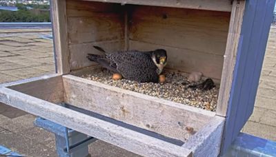 Happy Birthday! 1 of 4 Peregrine falcon eggs hatches at Spartan Stadium