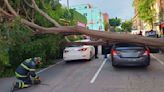 Caída de árboles y lluvias en CDMX y Edomex dejan 5 vehículos dañados | FOTOS