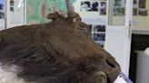 Hallan bisonte extinto en hielo siberiano más de 9,000 años después. ¿Se podrá clonar?