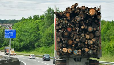 EU Should Delay Deforestation Regulation, Senior Lawmaker Says