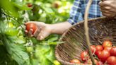 Six ‘organic’ gardening tips to repel bugs without using chemicals