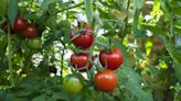 How To Prevent The Terrible Tomato Rot