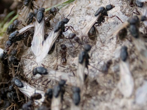 Flying ants are about to swarm this summer — use these 5 tips to get rid of them safely without chemicals