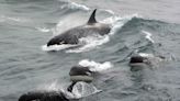 ¿Por qué las orcas siguen “atacando” barcos cerca de Gibraltar? Científicos podrían tener al fin la respuesta