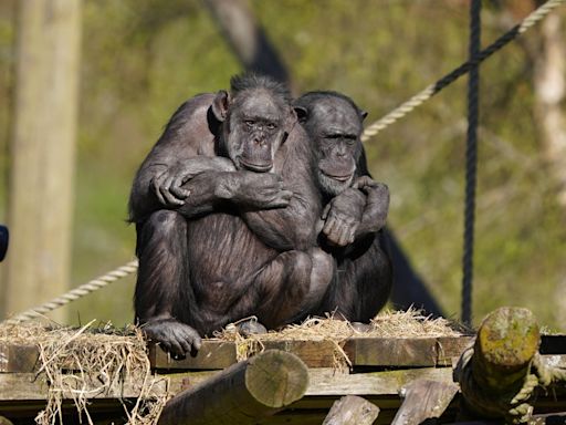 Chimpanzee in Edinburgh Zoo dies after fight breaks out in ape enclosure
