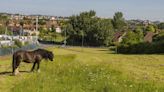 Fury as 'green' council accused of mowing down community's flower meadow