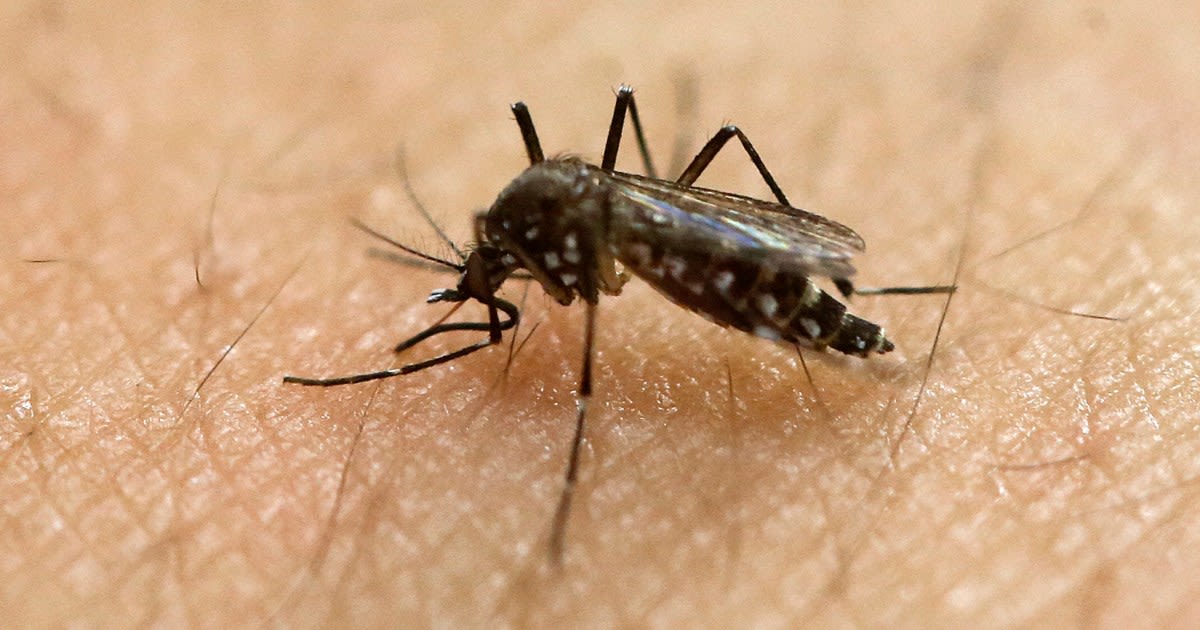 To fend off aggressive female mosquitoes, L.A. is releasing thousands of sterile males