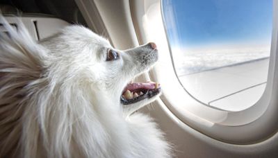 Bark Air, a new airline for dogs, set to take its first flight