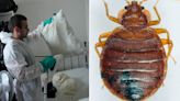 London bedbugs - Everything you need to know about the critter crisis
