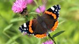 Public urged to join butterfly count as species spread north with climate change