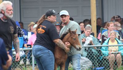 Chincoteague Pony Auction 2024 sets two huge new records. Find out all about it.