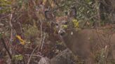 DNR to conduct 3 year study on northeastern Minnesota deer population