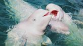 Two beluga whales escape Ukraine war, without swimming and transferred to Valencia