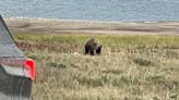 Idaho reports killing of grizzly in panhandle hunting unit where they are rare