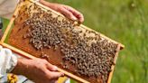 Los otoños más cálidos pueden condenar a las abejas obreras melíferas
