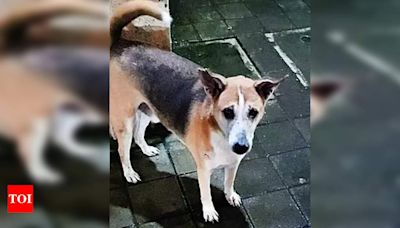 'Assault on Stray Dog Sheru' Case to be Re-Investigated by Bhayander Police | Mumbai News - Times of India
