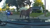 No horseplay -- Councilwoman, police safetly remove horse wandering Inkster