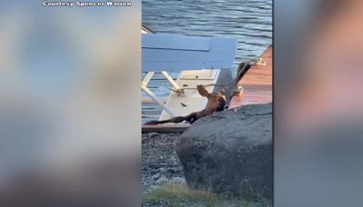 Officers, good Samaritan rescue moose calf stuck between floatplane and dock as mother watches