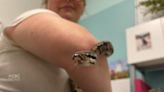 Watch: Ball python rescued from dumpster in Prince Edward Island