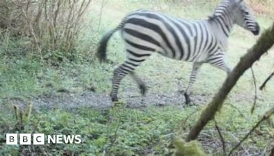 Zebra on loose after escape in US mountain country