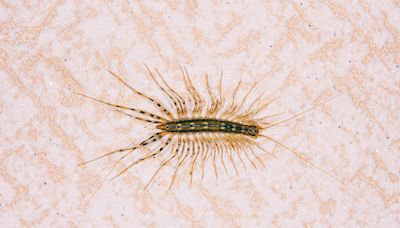 How to Get Rid of Centipedes—and Keep Them From Coming Back