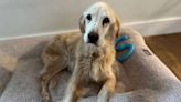 Senior Golden Retriever Returns Home After Surviving 65 Days Alone in the Alaskan Wilderness