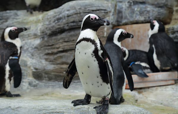 Edinburgh Zoo's Swiftie Penguins Prepare for Taylor Swift Concert by Wearing Friendship Bracelets