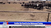 Northern Ag Report - Cattle on feed to be released Friday