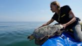 Sea turtles are under threat from trawlers in the Adriatic. A center offers them a sanctuary